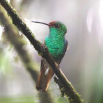 Pirre Hummingbird (image by Charles Davies)