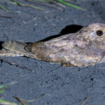 Plain Nightjar (image by Nik Borrow)
