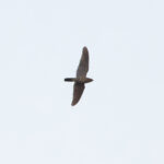 Plain-tailed Nighthawk (image by Leo Garrigues)