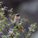 Plain-tailed Warbling Finch (image by Leo Garrigues)