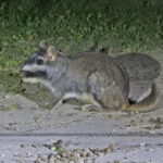 Plains Viscacha (image by Mark Pearman)