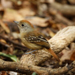 female Planalto Slaty Antshrike (image by Leo Garrigues)