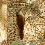 Planalto Woodcreeper (image by Leo Garrigues)