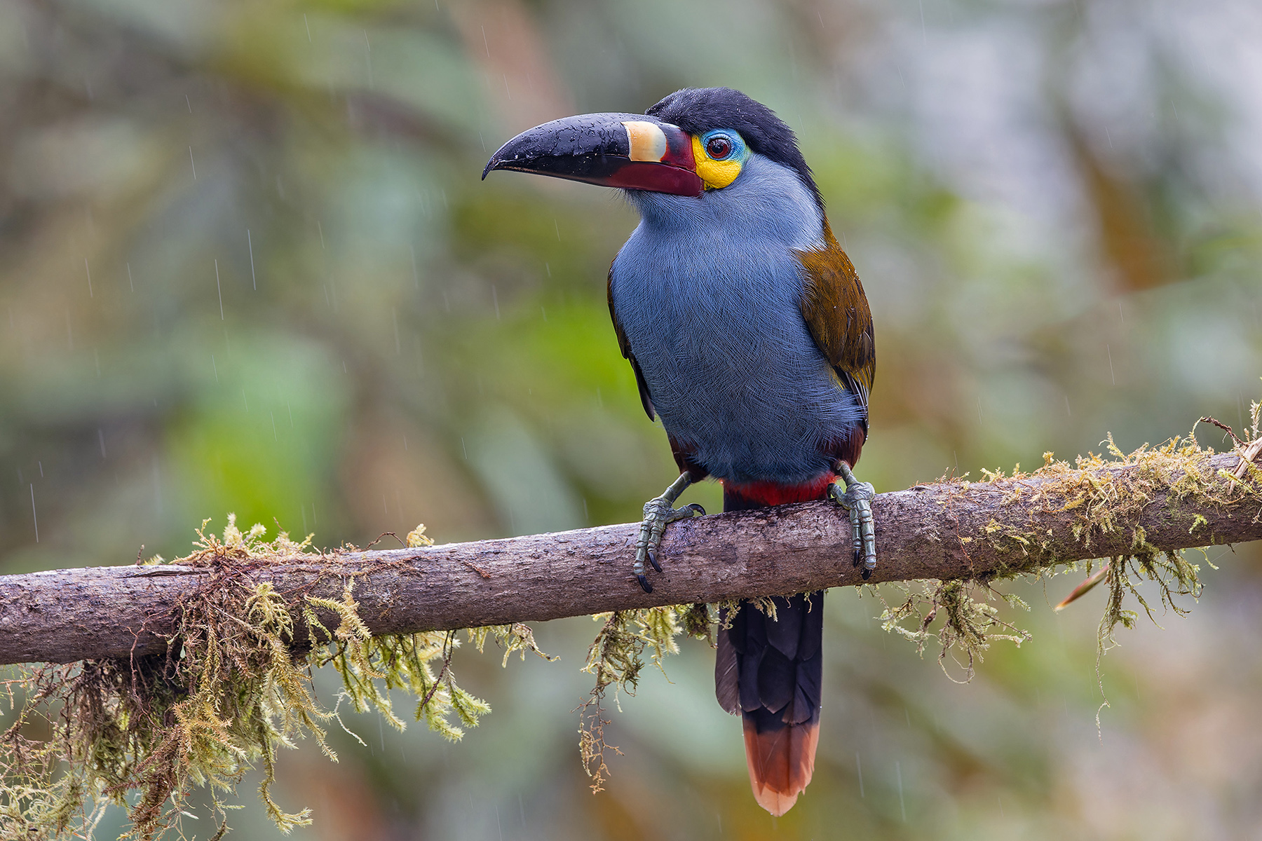 Plate-billed Mountain Toucan (image by Pete Morris)