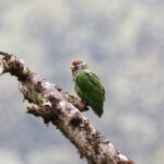 Plum-faced Parrot (image by Leo Garrigues)