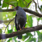 Plumbeous Hawk (image by Leo Garrigues)