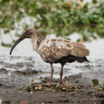 Plumbeous Ibis (image by Leo Garrigues)