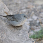 Plumbeous Sierra Finch (image by John Oates)