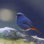 male Plumbeous Water Redstart (image by János Oláh)
