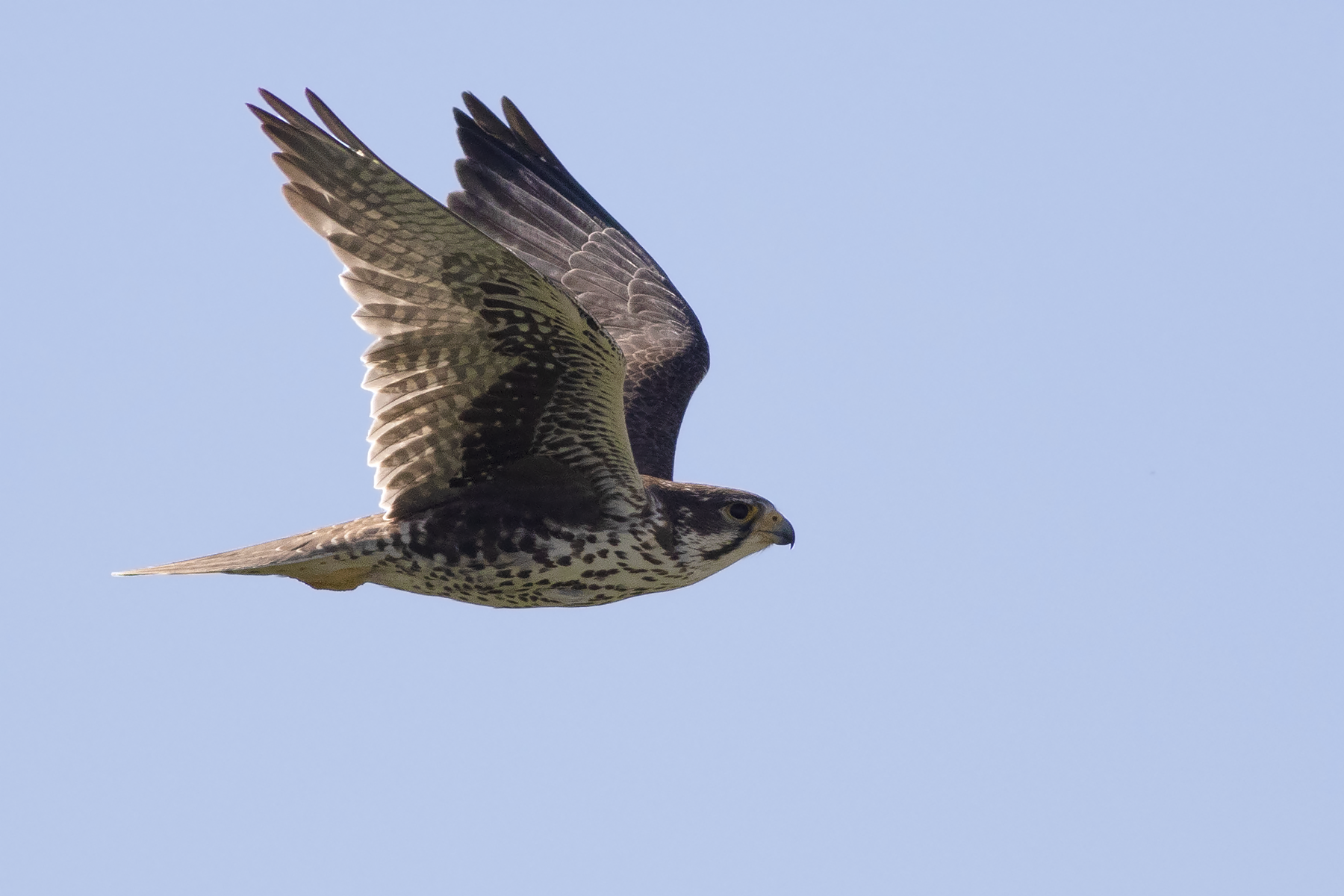 Prairie Falcon (image by Sjoerd Radstaak)