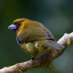 Prong-billed Barbet (image by Leo Garrigues)
