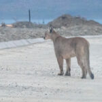 Puma (image by John Oates)