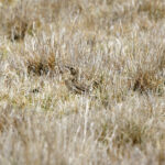 Puna Pipit (image by Leo Garrigues)