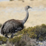 Puna Rhea (image by John Oates)