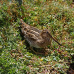 Puna Snipe (image by Leo Garrigues)