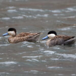 Puna Teals (image by Leo Garrigues)