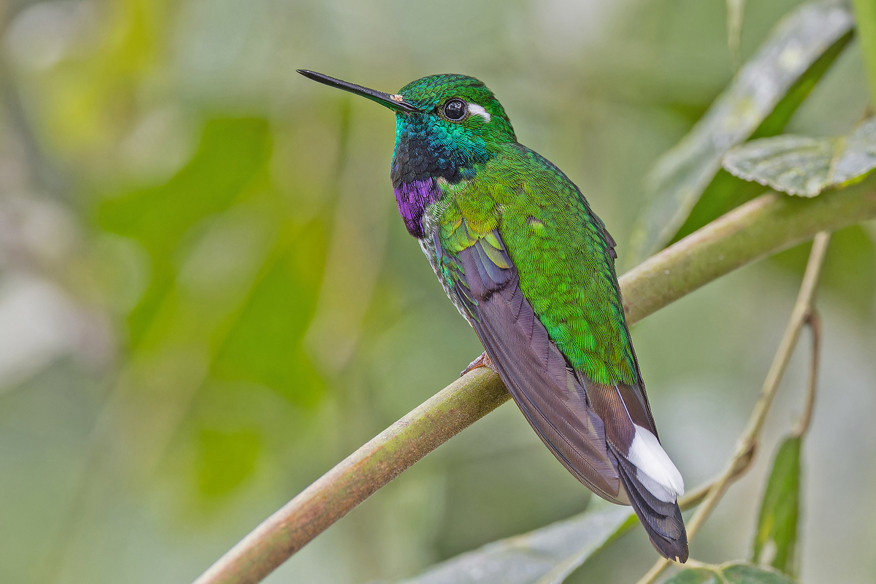 Purple-bibbed Whitetip (image by Pete Morris)