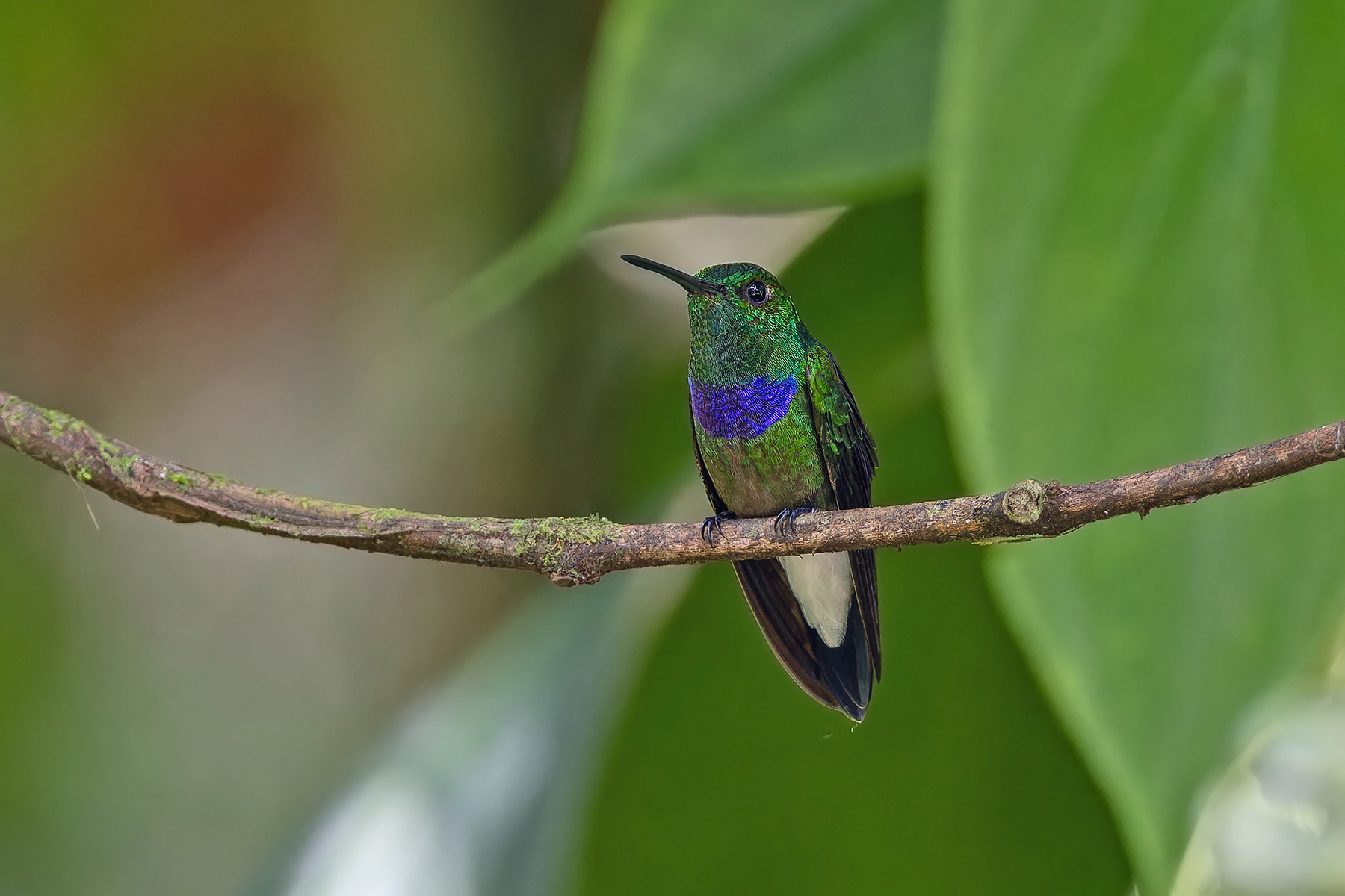 Purple-chested Hummingbird (image by Pete Morris)