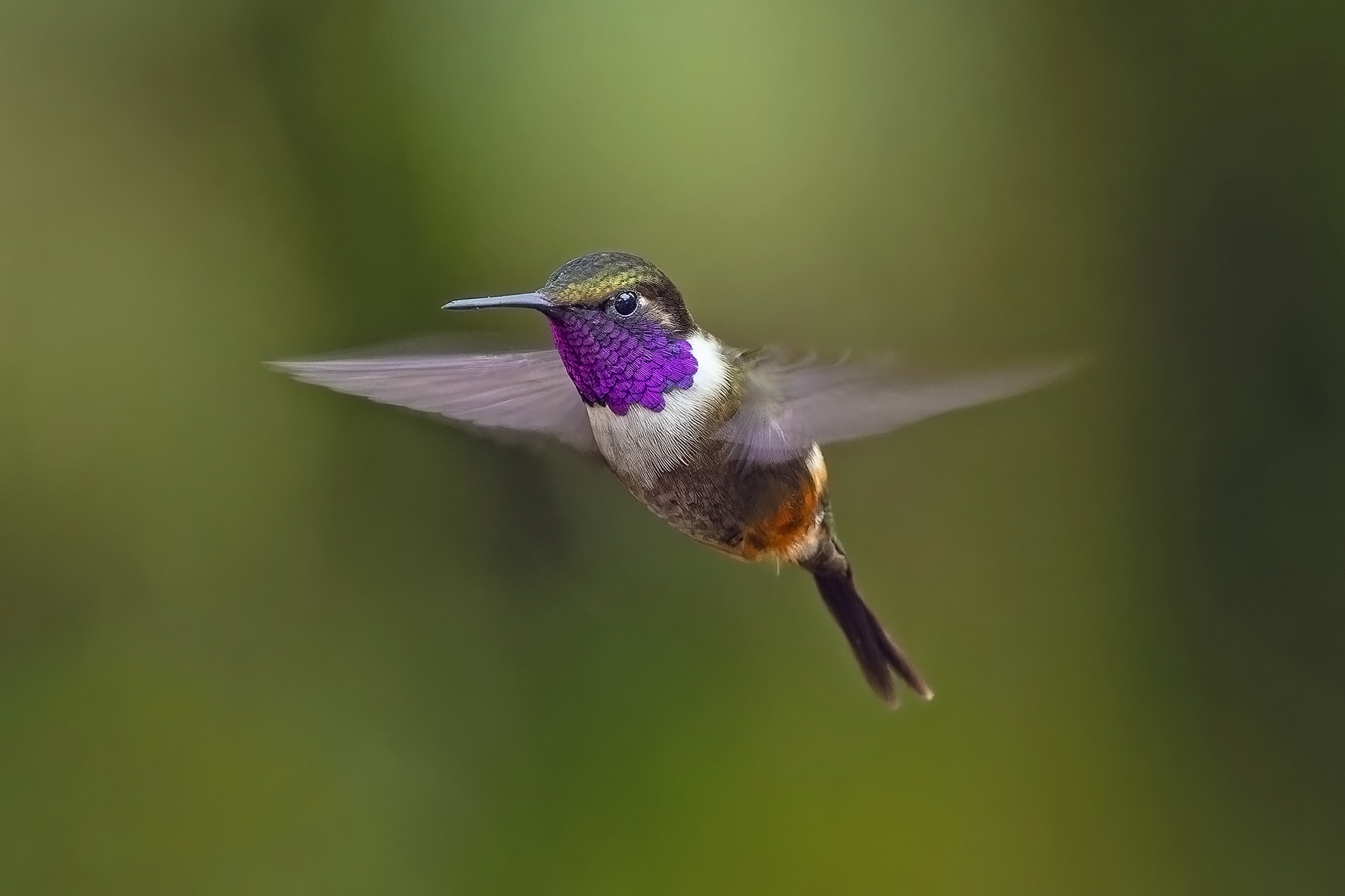 Purple-throated Woodstar (image by Pete Morris)
