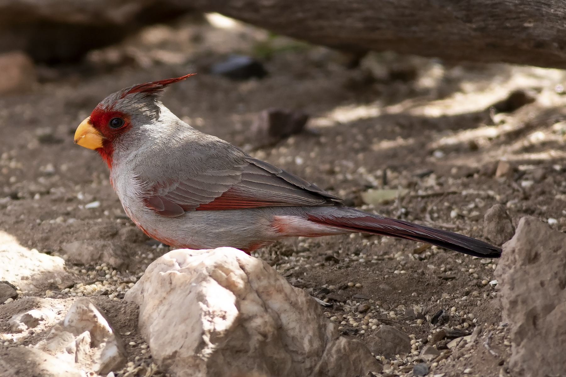 Pyrrhuloxia (image by Sjoerd Radstaak)