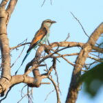 Racket-tailed Roller (image by János Oláh)