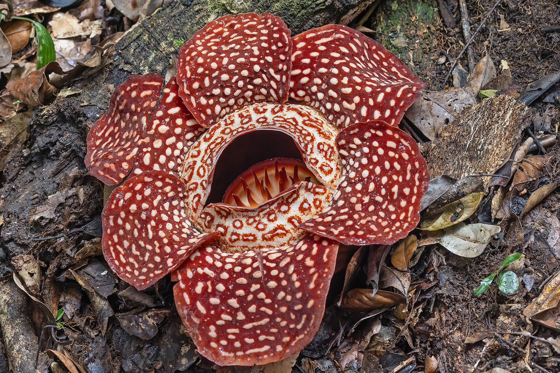 Rafflesia pricei (image by Pete Morris)