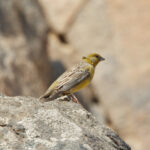 Raimondi's Yellow Finch (image by Leo Garrigues)