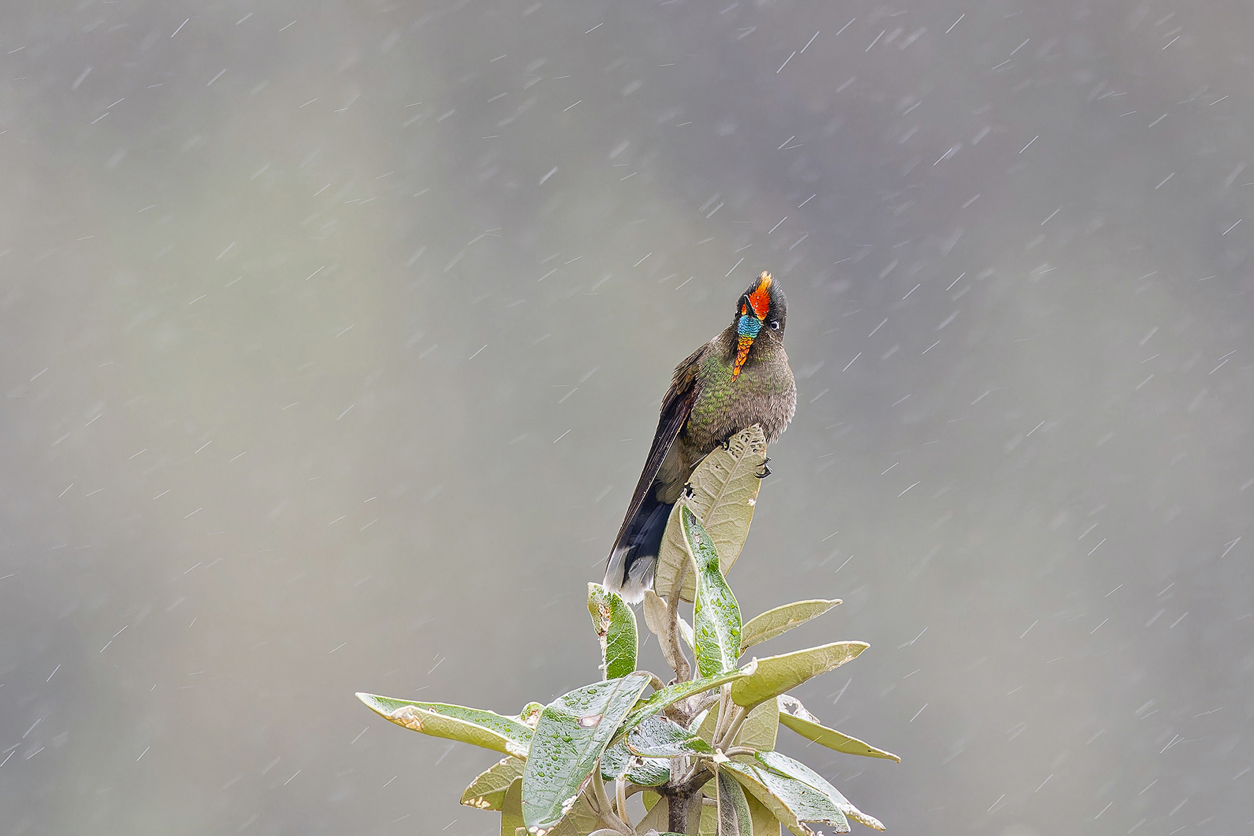 Rainbow-bearded Thornbill (image by Pete Morris)