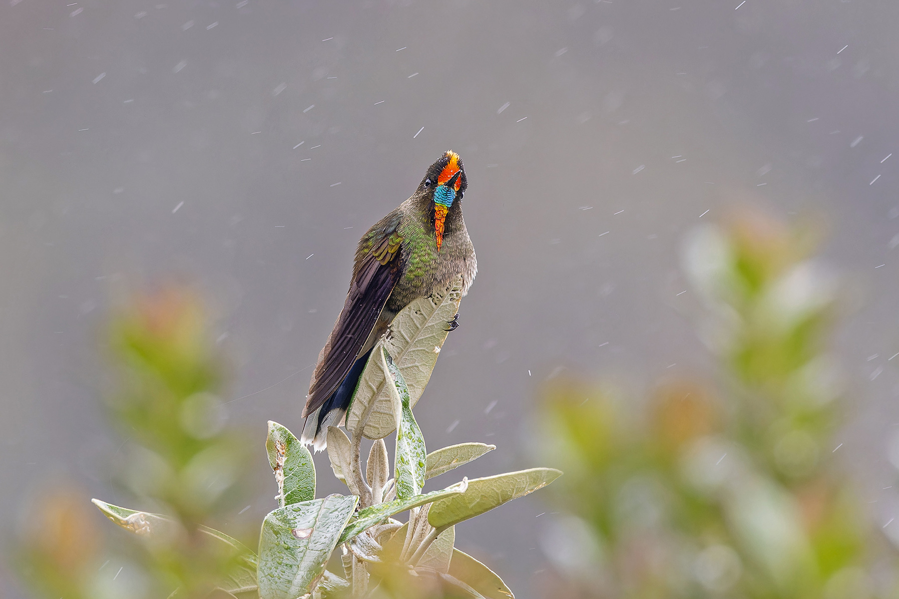 Rainbow-bearded Thornbill (image by Pete Morris)
