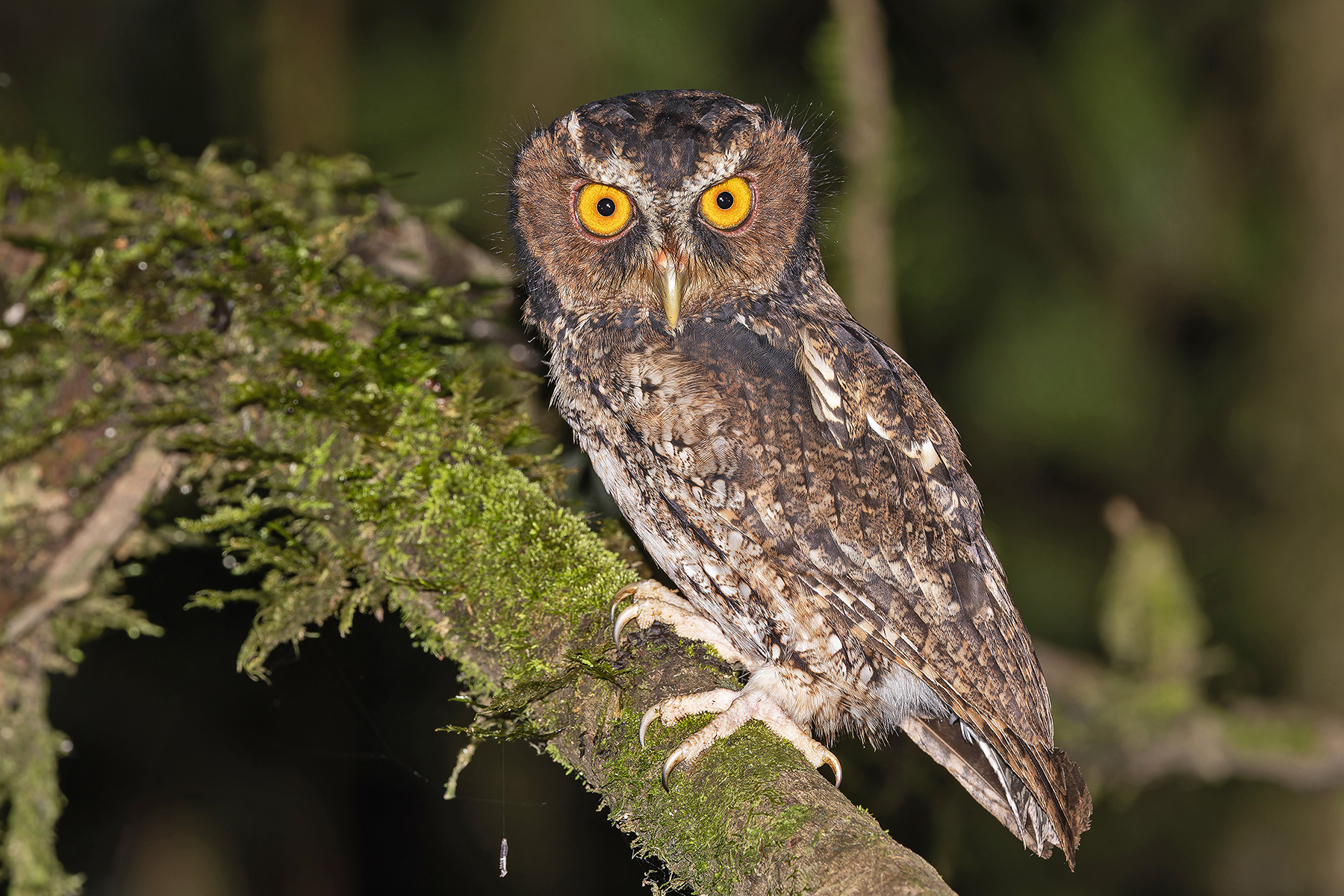 Rajah's Scops Owl (image by Pete Morris)