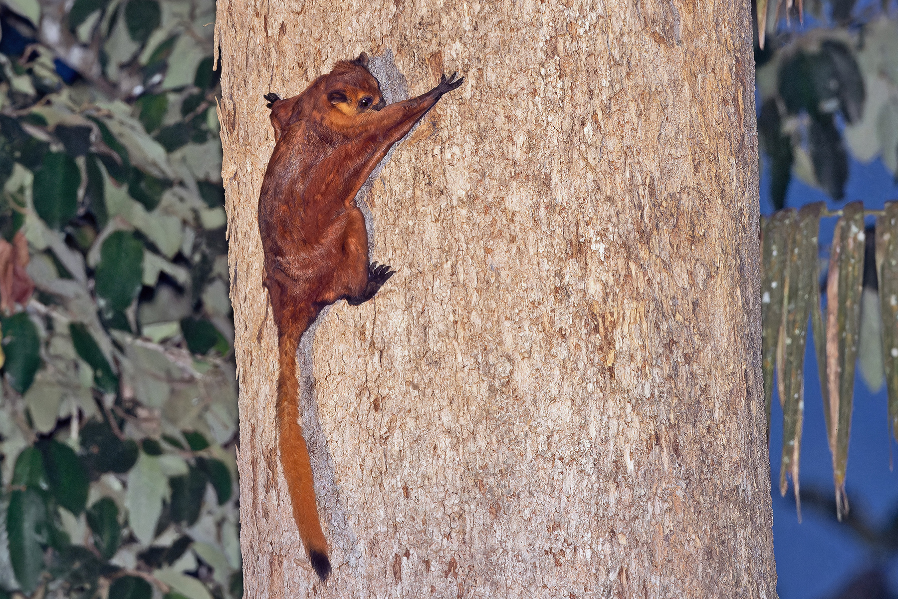 Red Giant Flying Squirrel (image by Pete Morris)