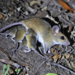 Red Veld Rat (image by János Oláh)