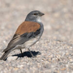 Red-backed Sierra Finch (image by John Oates)