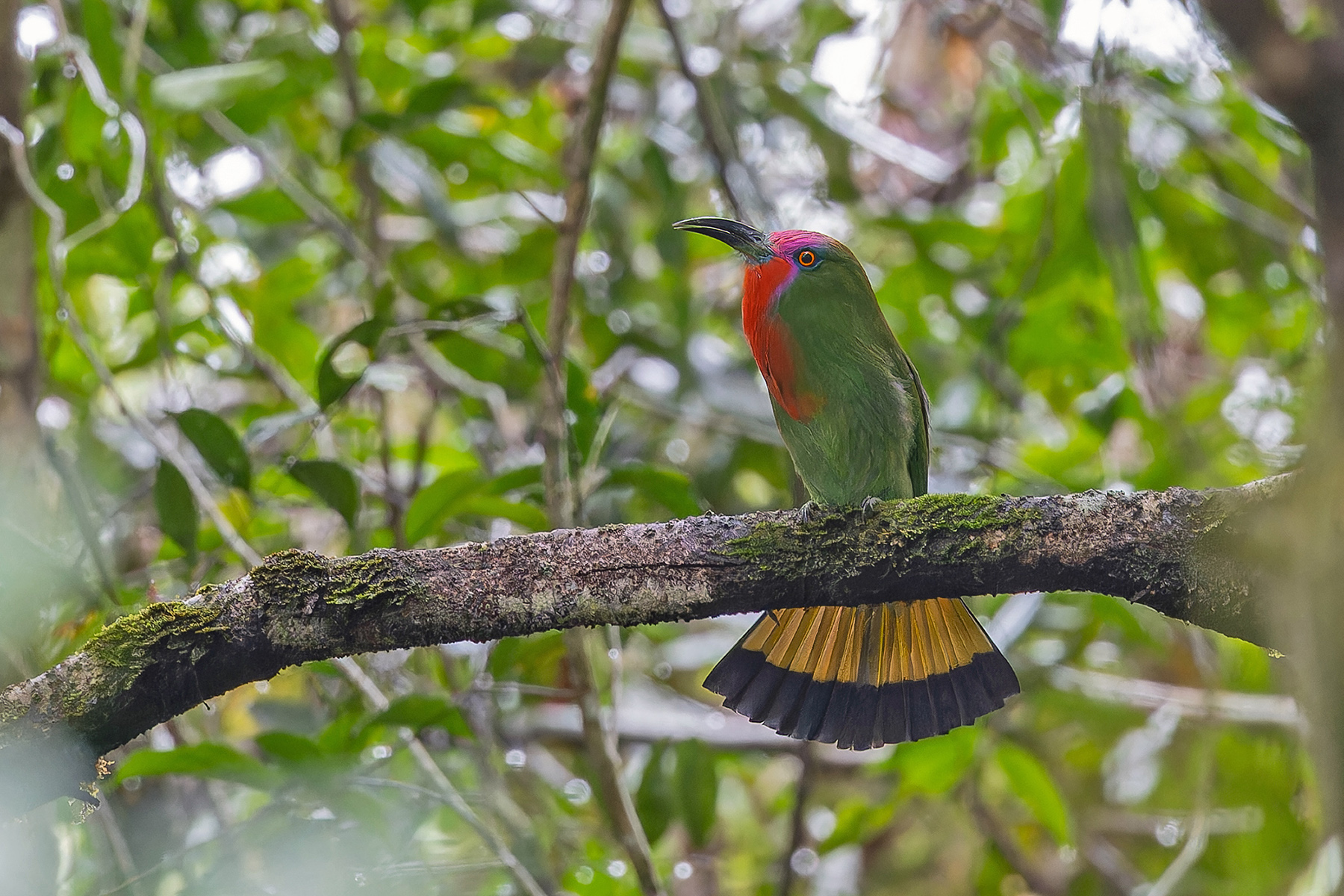 Red-bearded Bee-eater (image by Pete Morris)