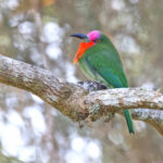 Red-bearded Bee-eater (image by János Oláh)