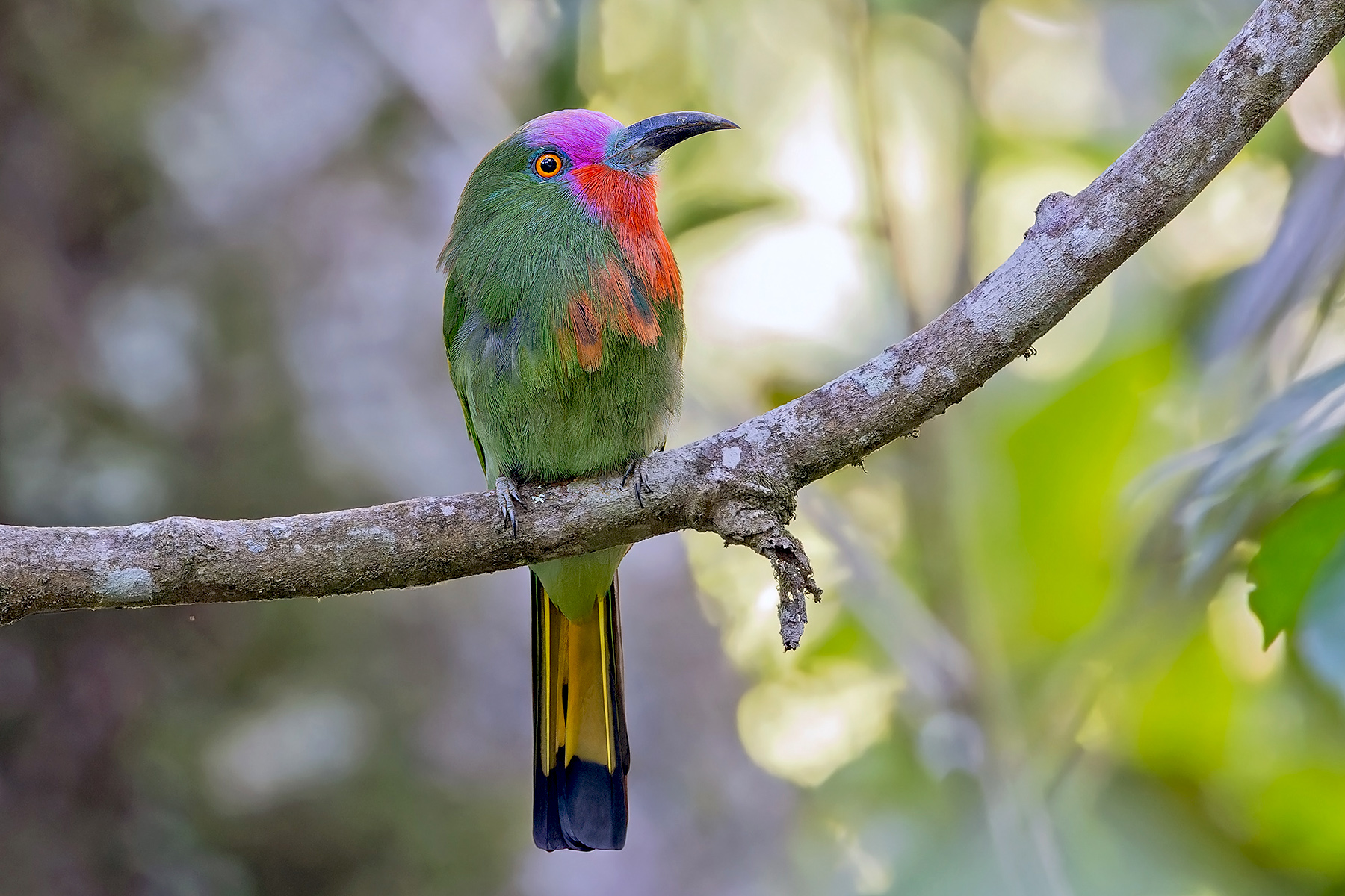 Red-bearded Bee-eater (image by Pete Morris)