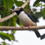 Red-billed Helmetshrike ssp harterti (image by Nik Borrow)