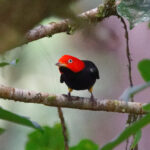 Red-capped Manakin (image by Leo Garrigues)