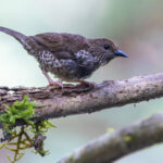 female Red-fronted Antpecker (image by Nik Borrow)