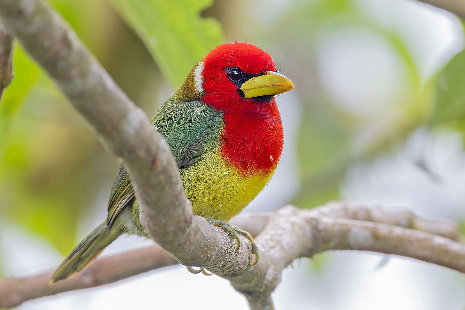 Red-headed Barbet (image by Pete Morris)