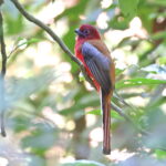 male Red-headed Trogon (image by János Oláh)