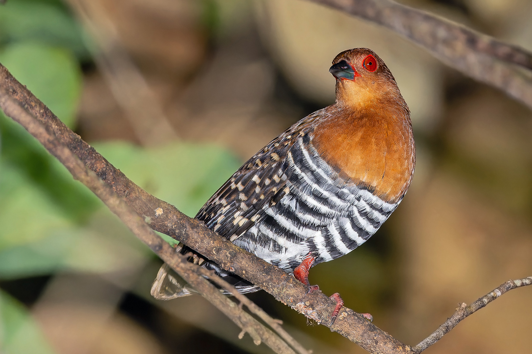 Red-legged Crake (image by Pete Morris)