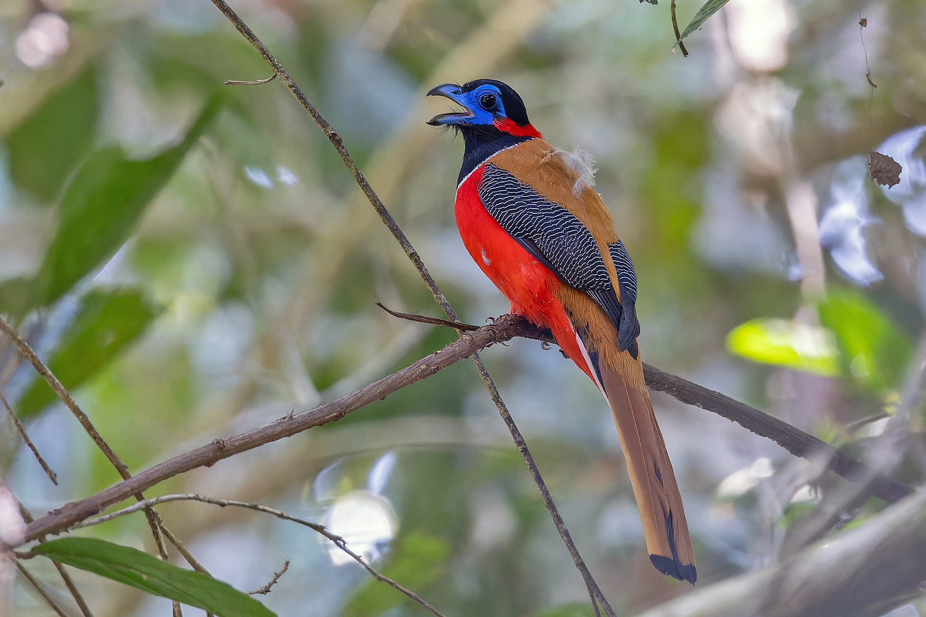 Red-naped Trogon (image by Pete Morris)