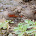 Red-winged Pytilia's (image by Nik Borrow)