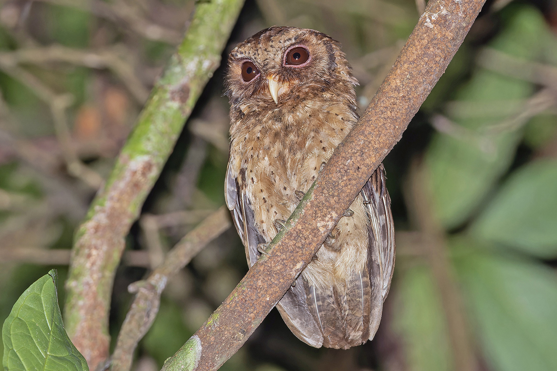 Reddish Scops Owl (image by Pete Morris)