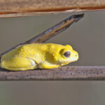 Reed Frog sp (image by János Oláh)