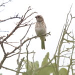 Reichard's Seedeater (image by János Oláh)