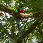 Resplendent Quetzal (image by Leo Garrigues)