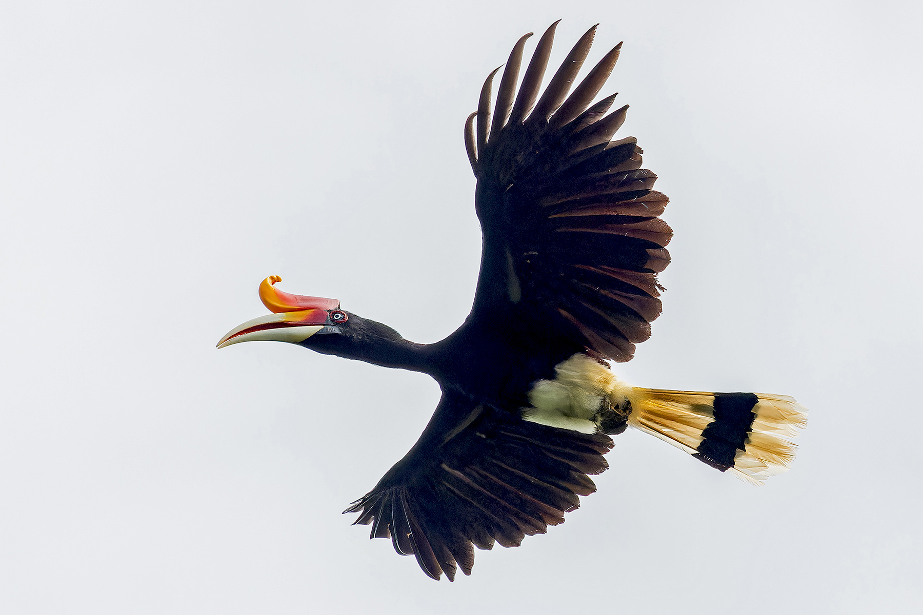 Rhinoceros Hornbill (image by Pete Morris)