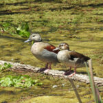 Ringed Teals (image by Mark Pearman)